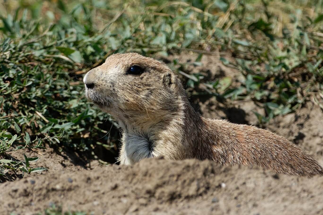 Prairie Dog
