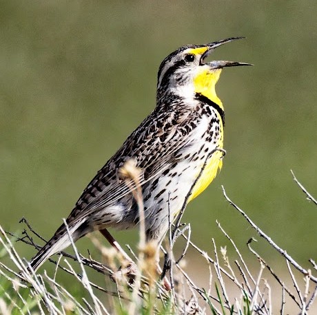 Meadowlark singing